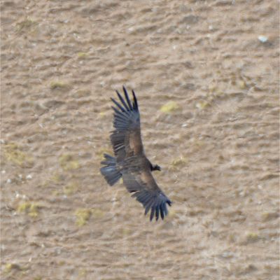 Andean Condor